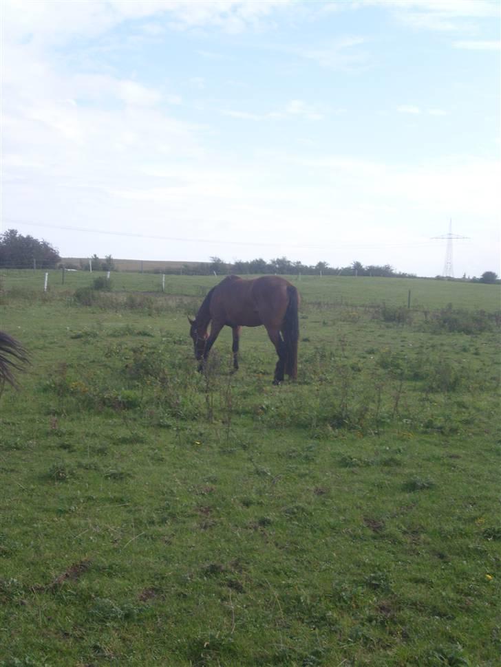 Traver Nesmil - gammelt billede fra da hun kom hjem til os :) billede 6