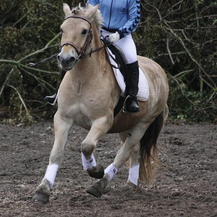 Fjordhest Bonto<3 R.I.P. -  20 # Mig og Bonto til klubstævne, der øves på udendørs banen. Fotograf: Nadia Jørgensen billede 20