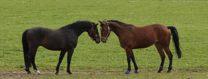 Traver Nesmil - igen kæresterne :) billede 7