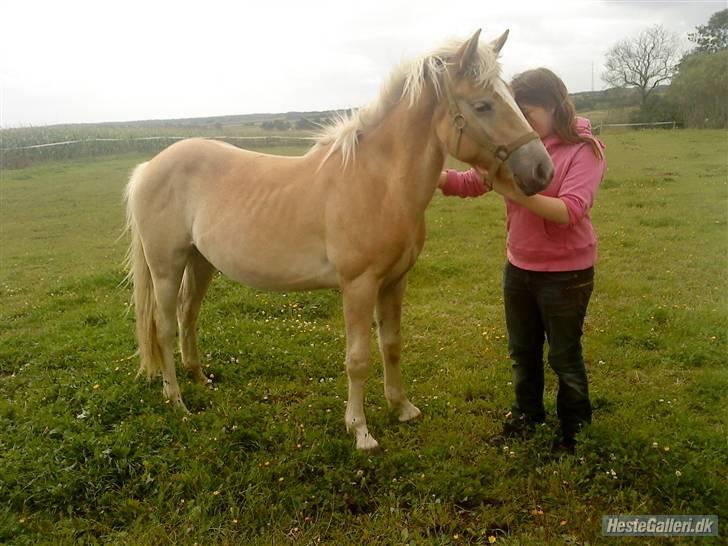 Anden særlig race Hafl./Palom. Flika(solgt) billede 7