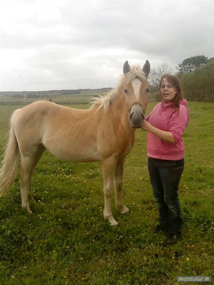 Anden særlig race Hafl./Palom. Flika(solgt) billede 8