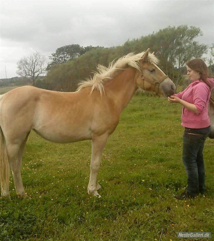 Anden særlig race Hafl./Palom. Flika(solgt) billede 9