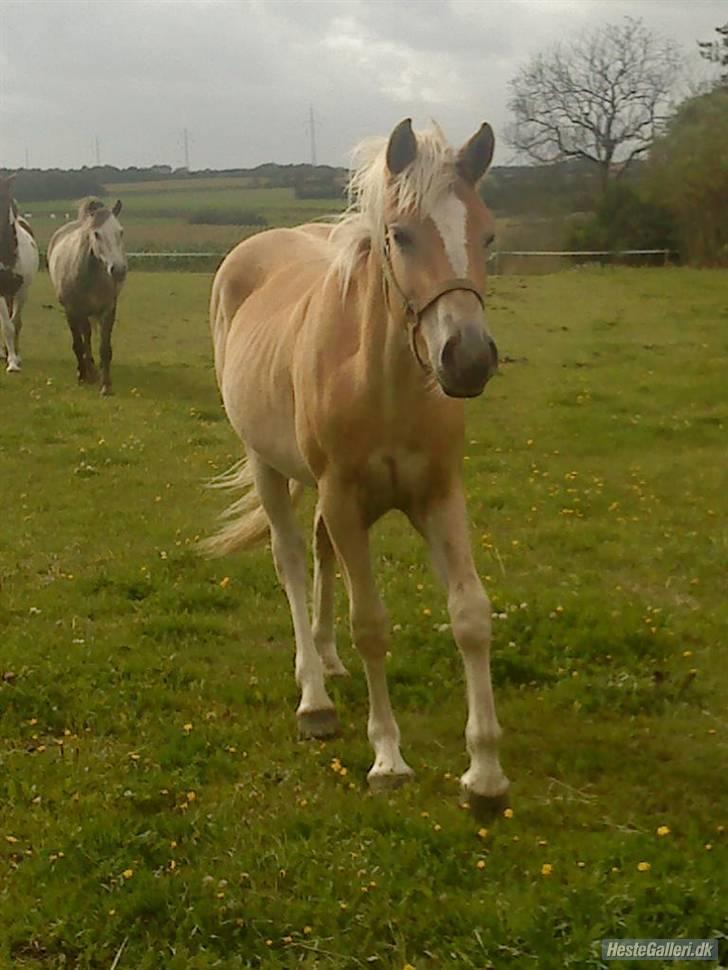Anden særlig race Hafl./Palom. Flika(solgt) billede 10