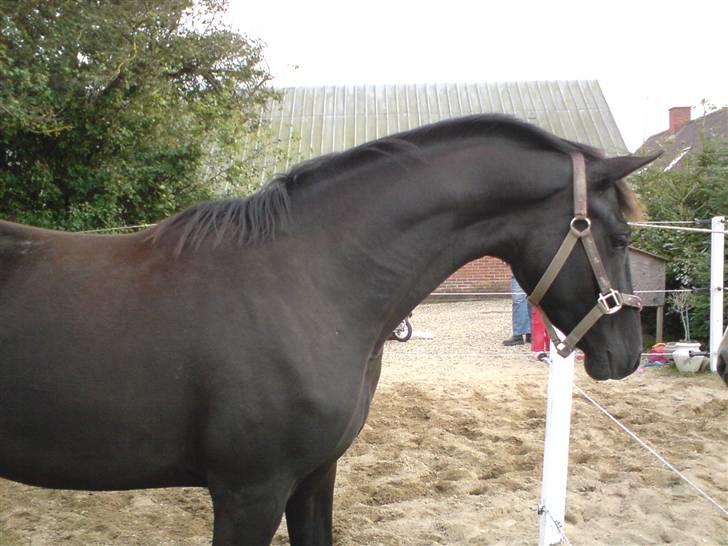 Dansk Varmblod Højbo' Mandalay BRDH - Vinteren ´07 billede 6