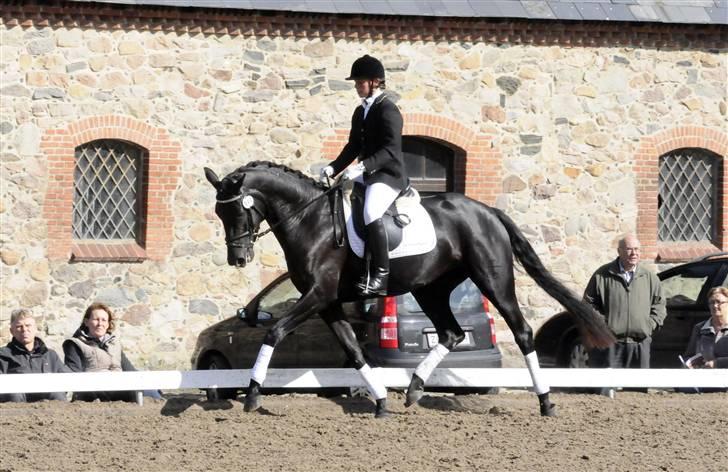 Dansk Varmblod Højbo' Mandalay BRDH - A.C fremviste Mandalay fremragende til Eliteskue billede 13