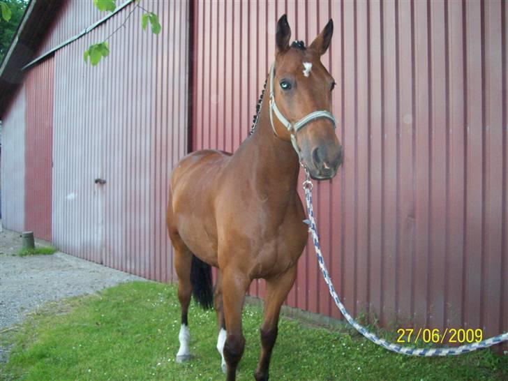 Trakehner Bertikow Stutteri Rødkær billede 18