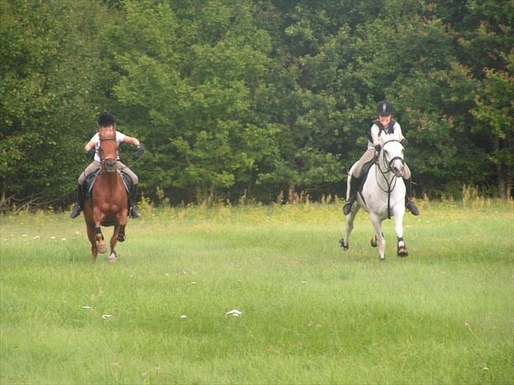 New Forest / Araber | Silas <3 - gallopløøøøb med verdens bedste veninde og verdens sejeste&bedste ponyer! :D fantastisk uge.<3 billede 12