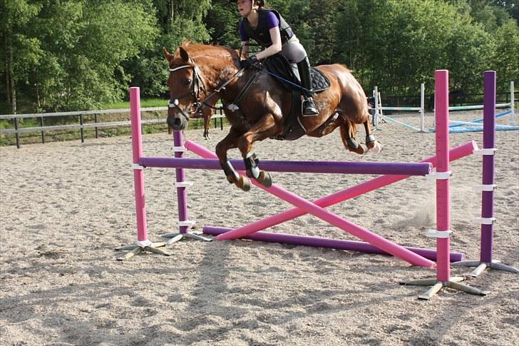 New Forest / Araber | Silas <3 - springtræning hos natasja :D <3 billede 13