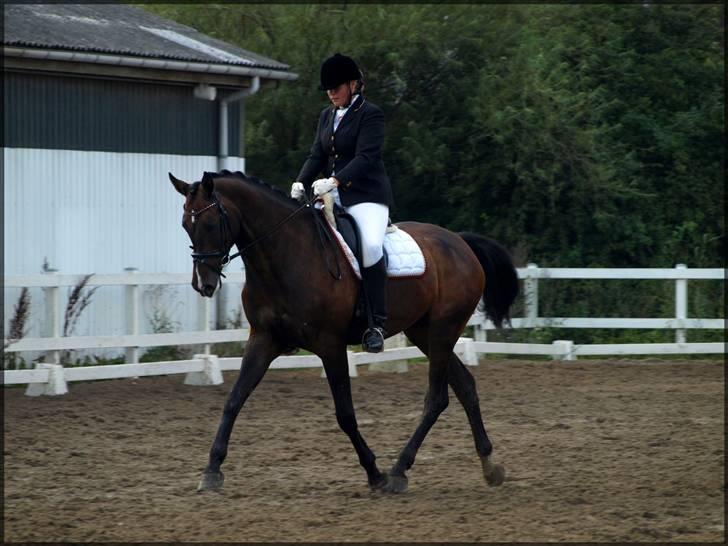 Dansk Varmblod Kærsholms Cassandra SOLGT billede 9