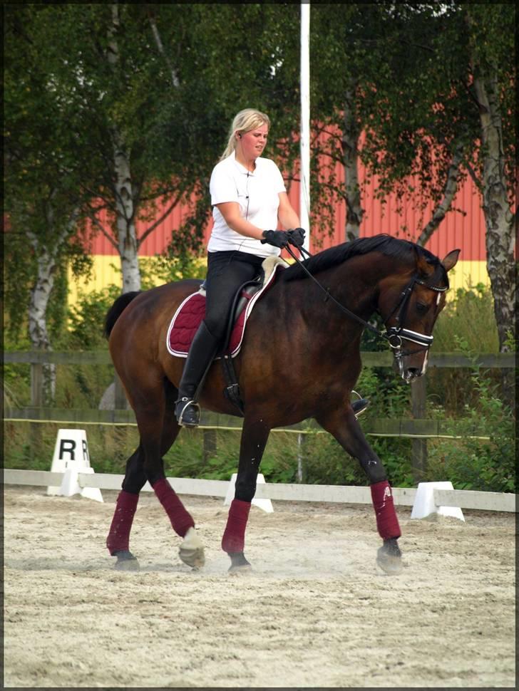 Dansk Varmblod Kærsholms Cassandra SOLGT billede 10