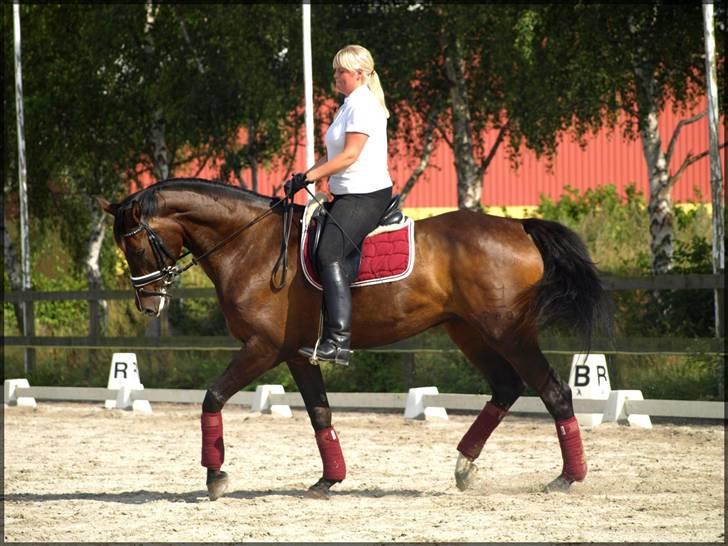 Dansk Varmblod Kærsholms Cassandra SOLGT billede 13