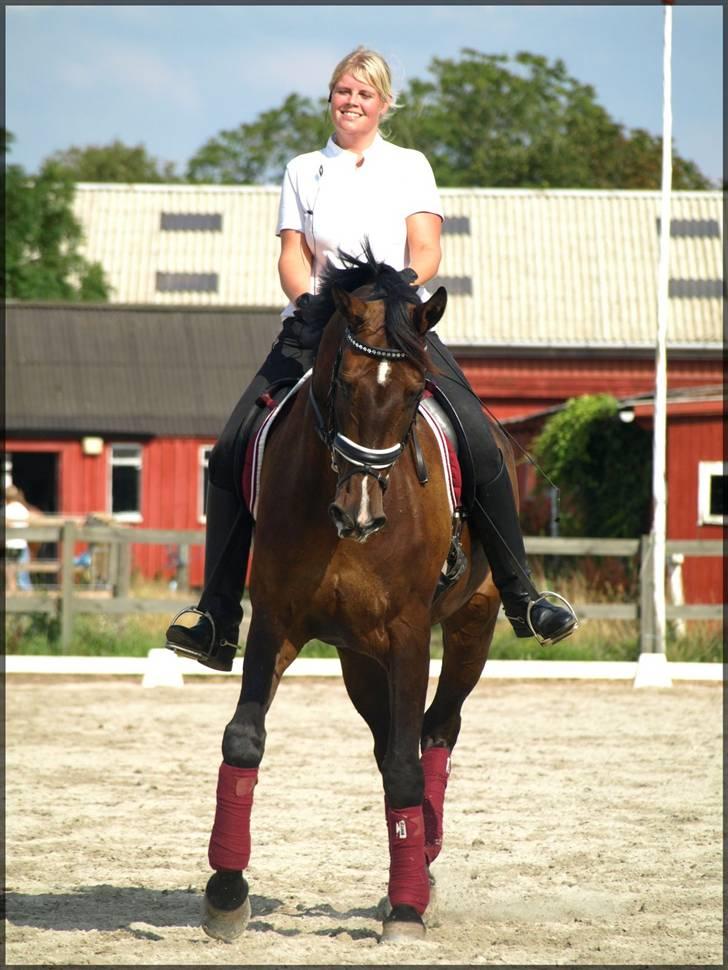 Dansk Varmblod Kærsholms Cassandra SOLGT billede 14
