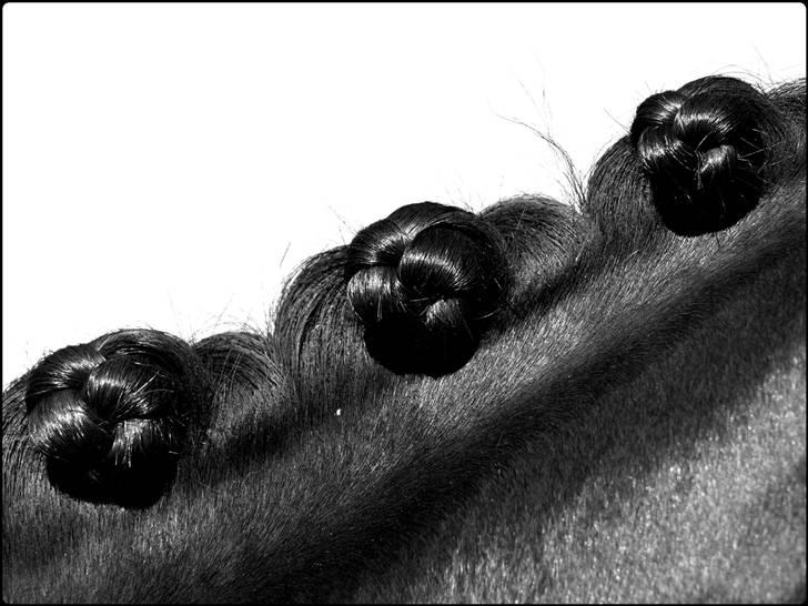 Dansk Varmblod Kærsholms Cassandra SOLGT billede 15