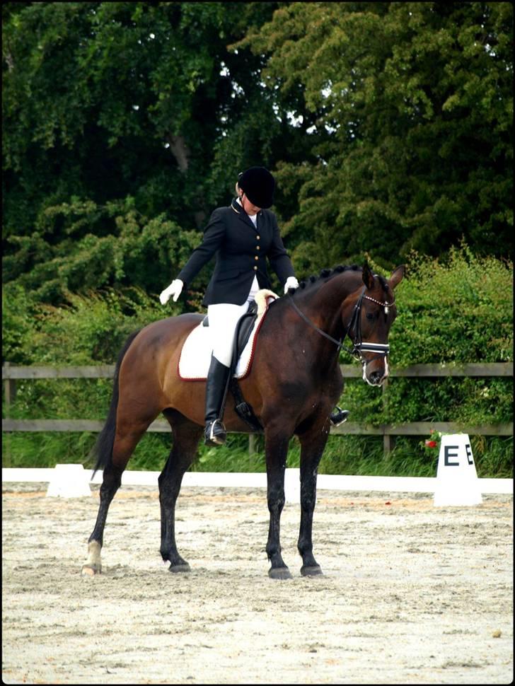 Dansk Varmblod Kærsholms Cassandra SOLGT billede 17