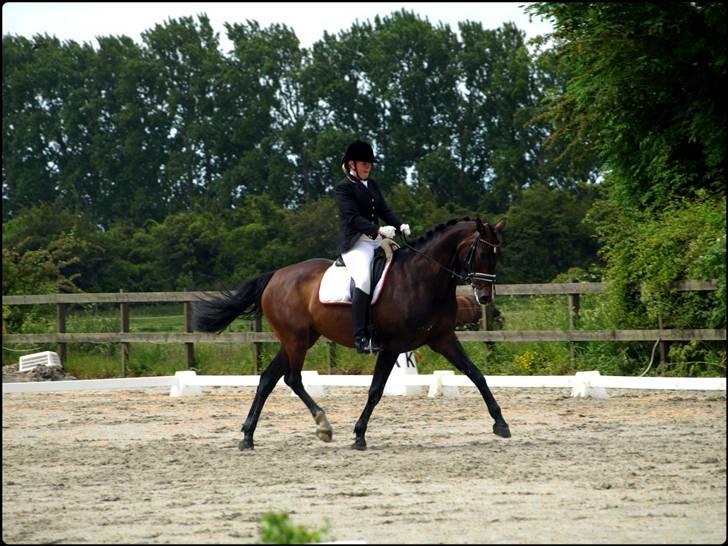 Dansk Varmblod Kærsholms Cassandra SOLGT billede 19