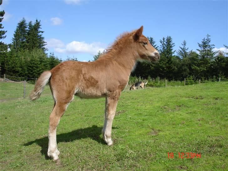 Islænder Saga fra Bundgaarden - Velkommen til Saga´s profil :D billede 4