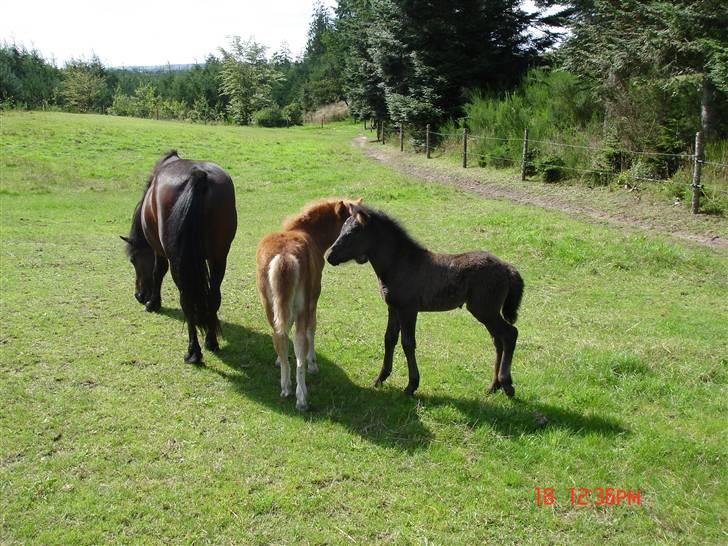 Islænder Saga fra Bundgaarden - Saga har fundet en ny ven på hendes egen alder. billede 5