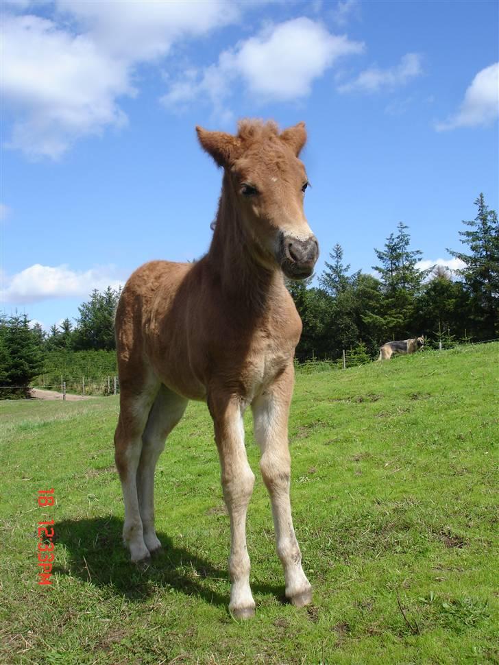 Islænder Saga fra Bundgaarden - Saga den store! billede 6