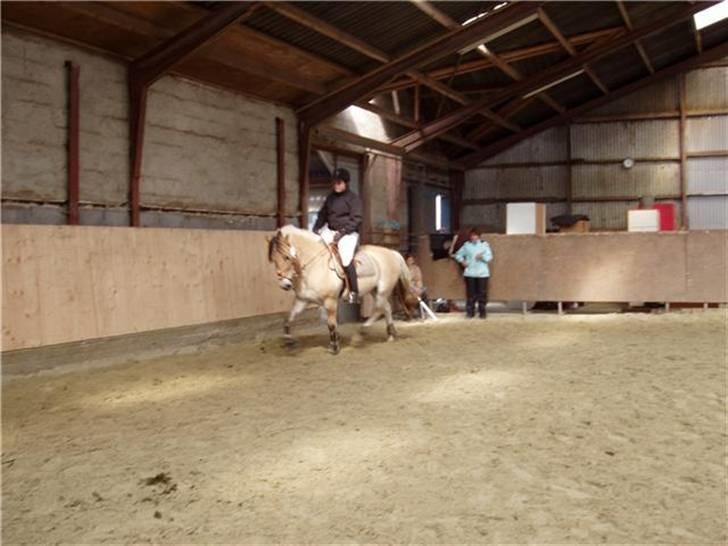 Fjordhest Campari :)<3har haft lånt - Revsø stævne syd den 5-6/9-09 billede 16