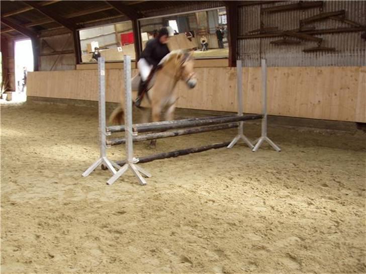 Fjordhest Campari :)<3har haft lånt - Revsø stævne syd den 5-6/9-09 billede 17