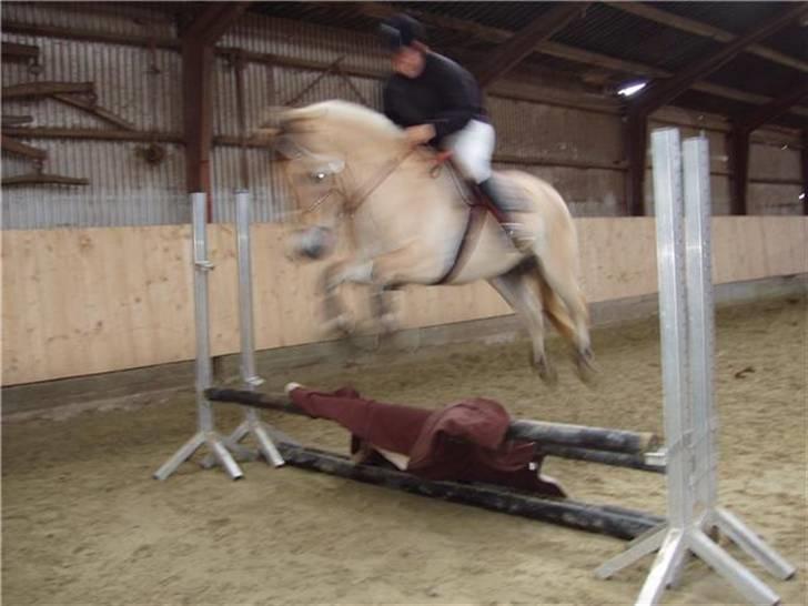 Fjordhest Campari :)<3har haft lånt - Revsø stævne syd den 5-6/9-09 billede 18