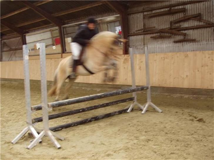 Fjordhest Campari :)<3har haft lånt - Revsø stævne syd den 5-6/9-09 billede 19