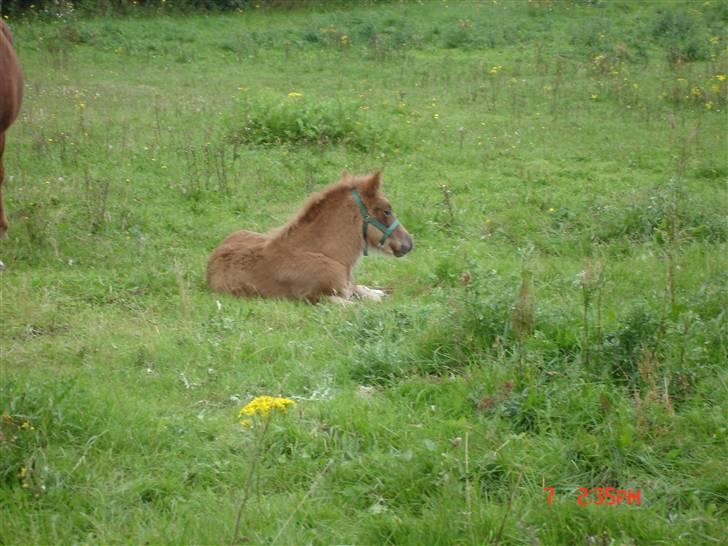 Islænder Saga fra Bundgaarden billede 7