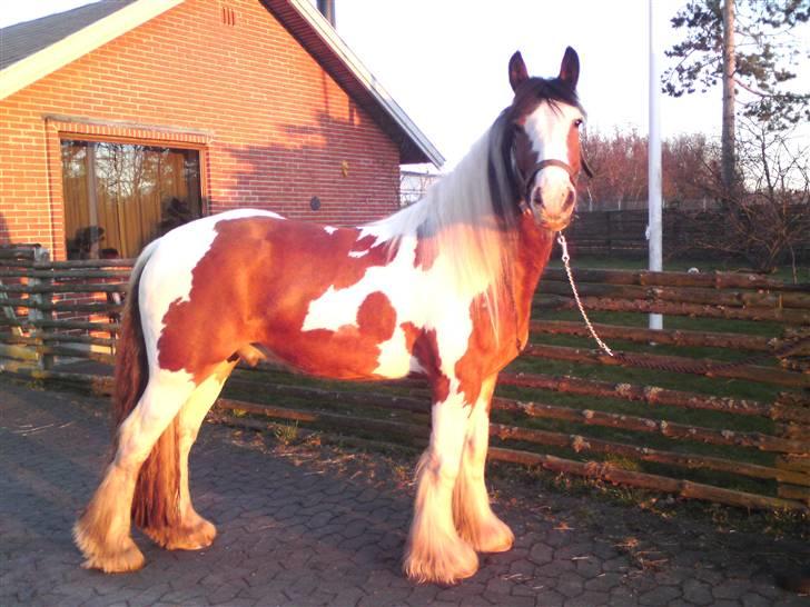 Irish Cob Holm´s Silas of Picasso - 2008 billede 10