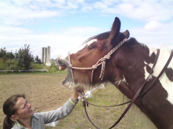 Irish Cob Holm´s Silas of Picasso - "står lige og hygger... GAAAAAAAB" billede 12