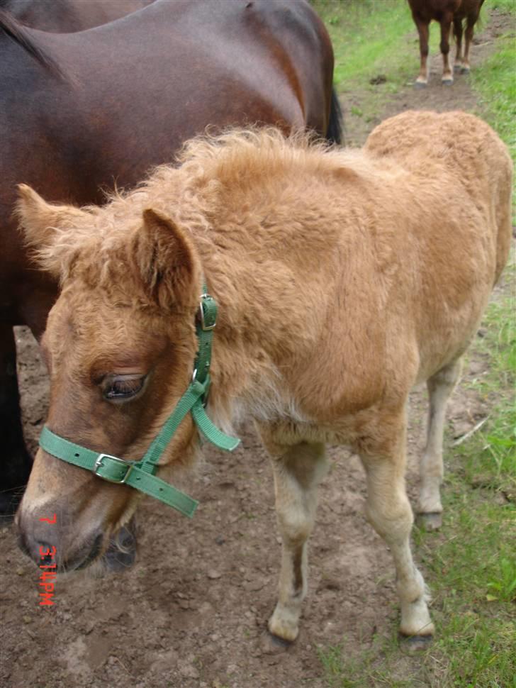Islænder Saga fra Bundgaarden billede 11