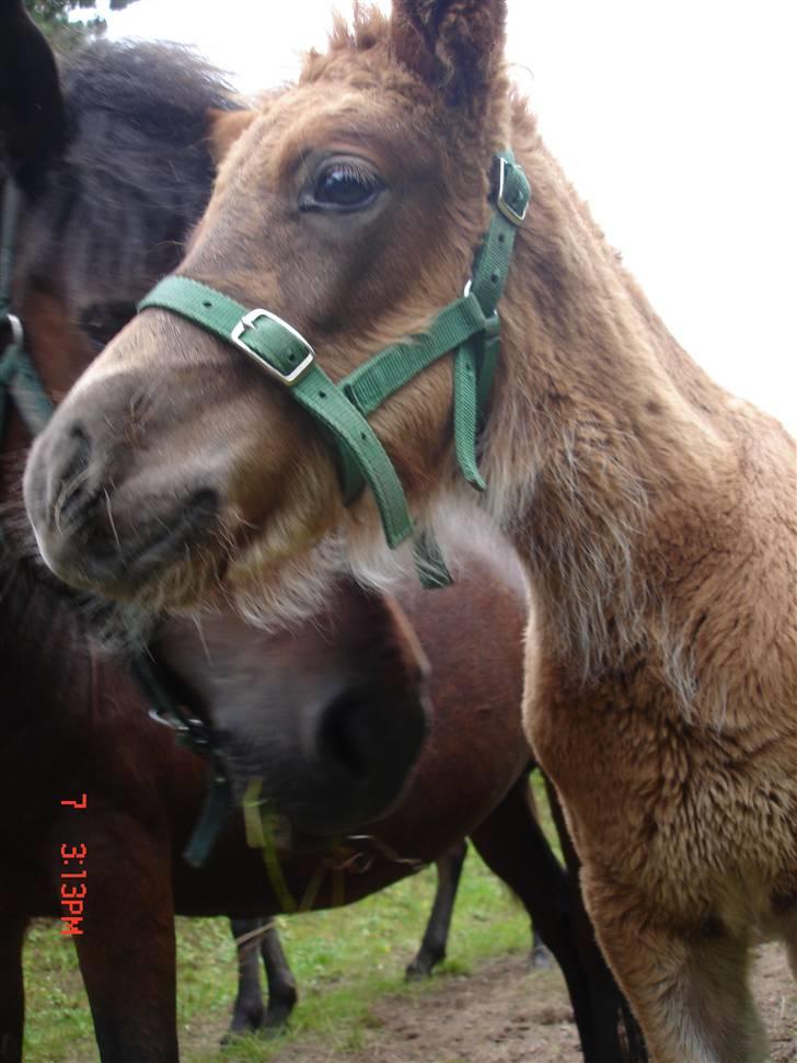 Islænder Saga fra Bundgaarden billede 10