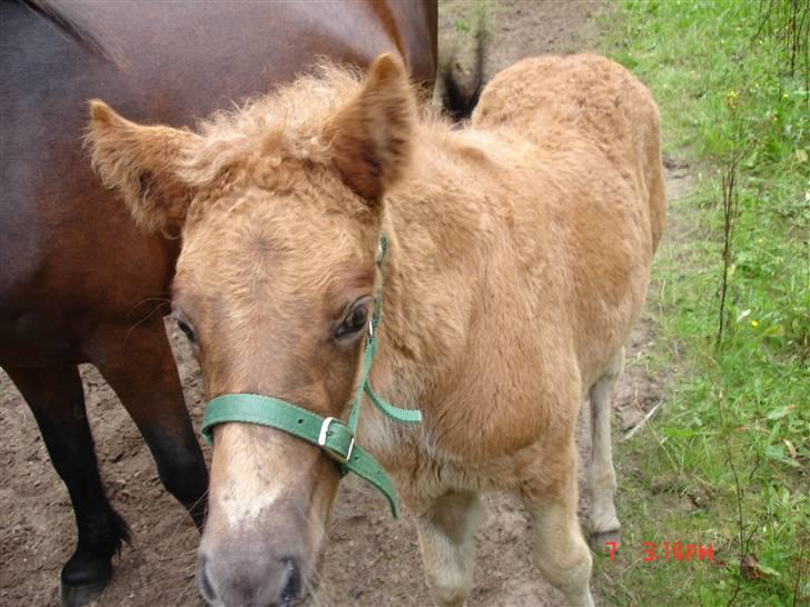 Islænder Saga fra Bundgaarden billede 12