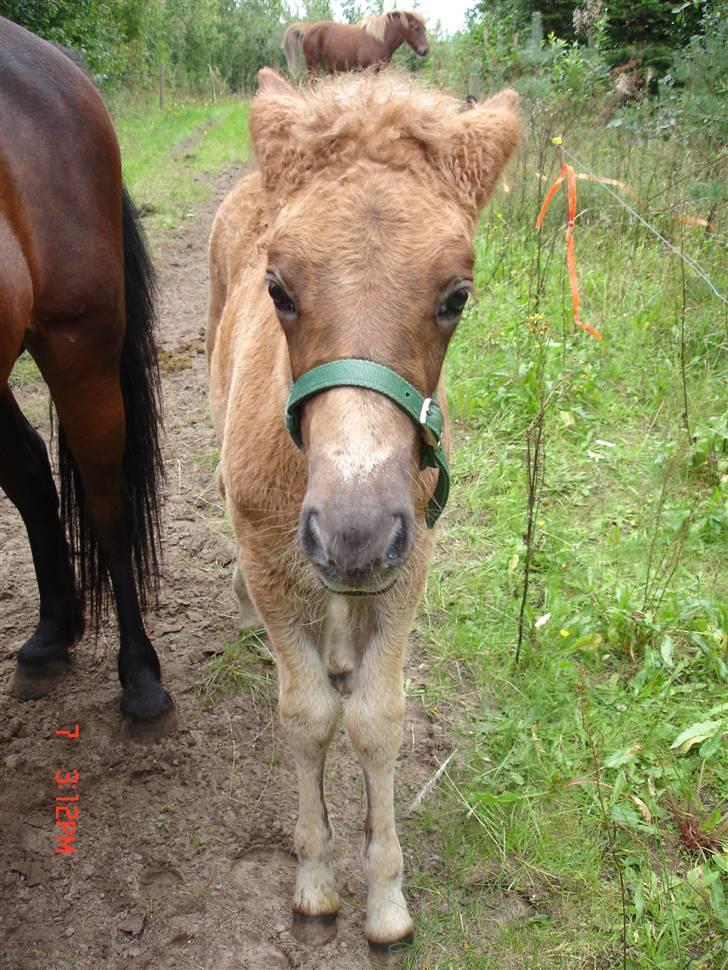 Islænder Saga fra Bundgaarden billede 9