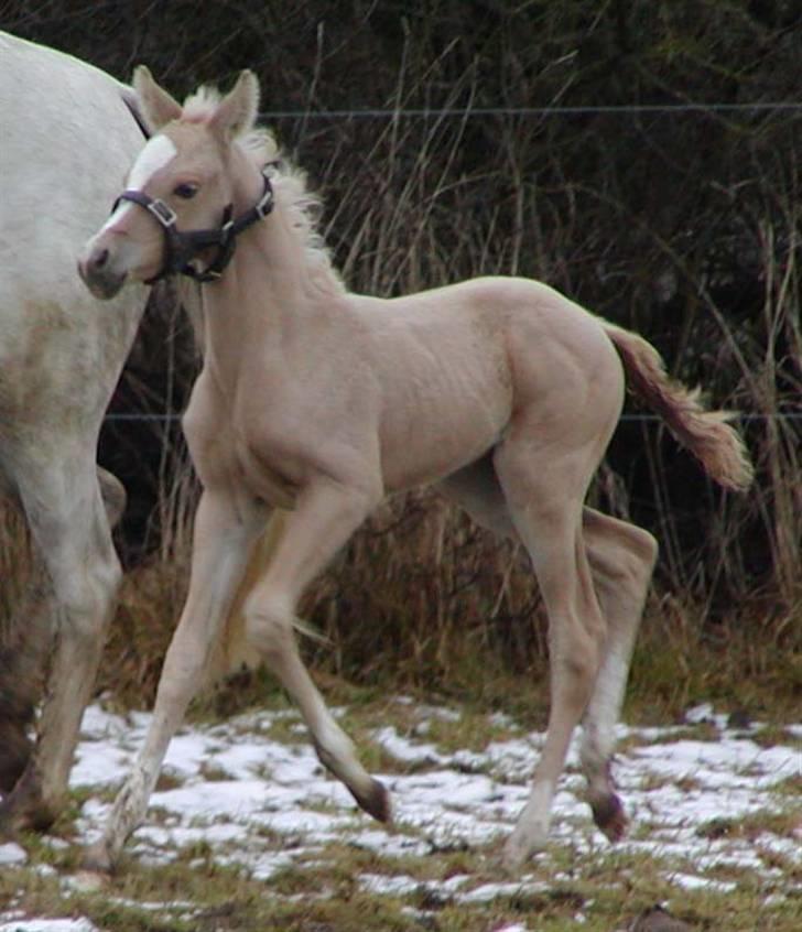 DSP Slæbækgaards Miss Sophy billede 1