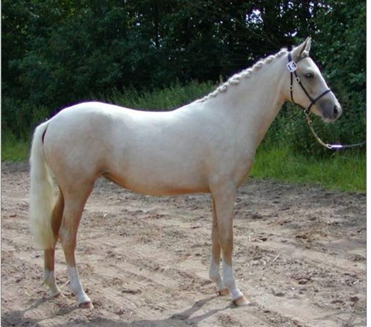 DSP Slæbækgaards Miss Sophy billede 2