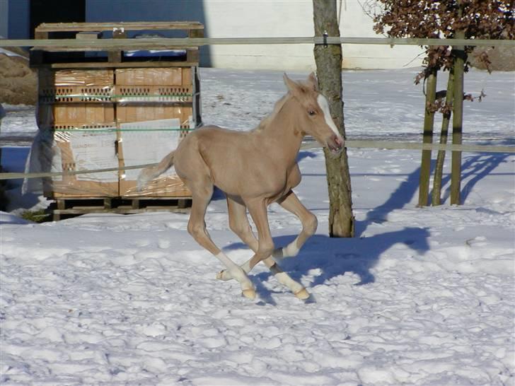 DSP Slæbækgaards Miss Sophy billede 3
