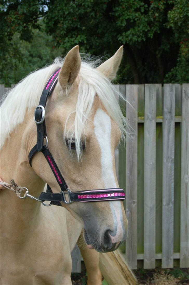 DSP Slæbækgaards Miss Sophy billede 4