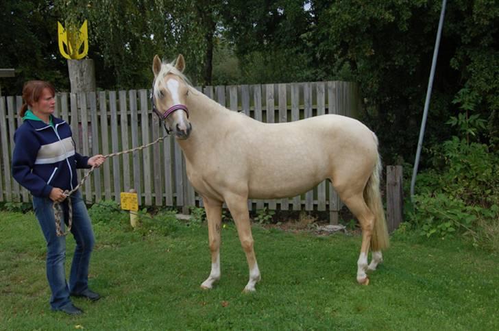 DSP Slæbækgaards Miss Sophy billede 5
