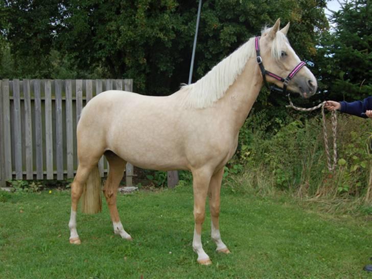 DSP Slæbækgaards Miss Sophy billede 6