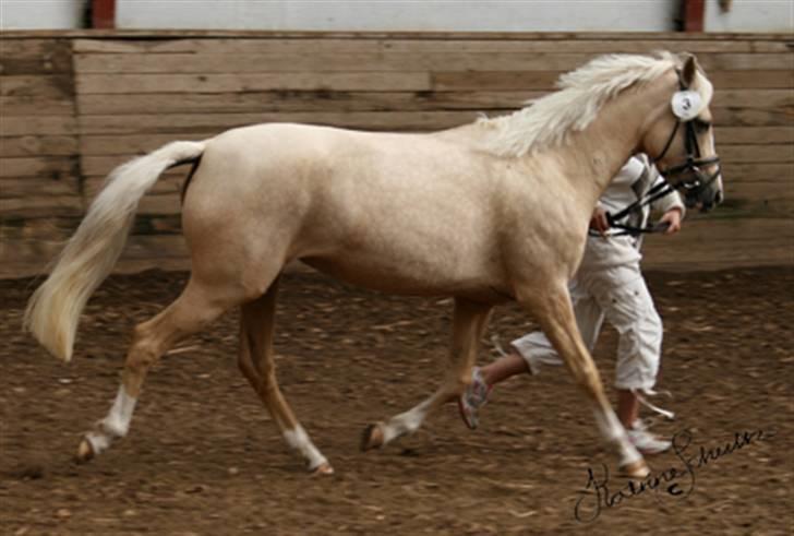 DSP Slæbækgaards Miss Sophy billede 7