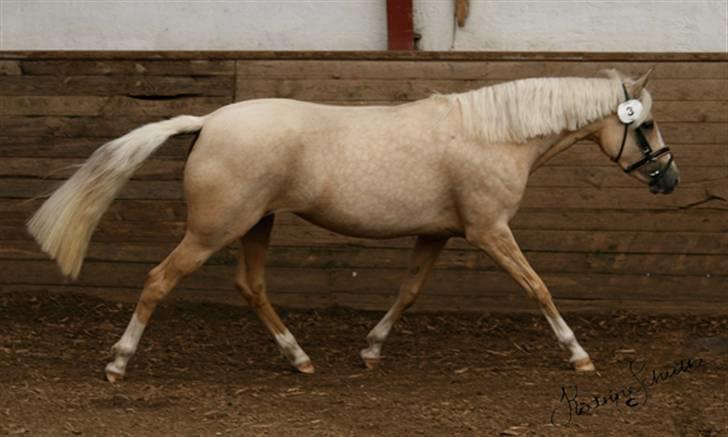 DSP Slæbækgaards Miss Sophy billede 8