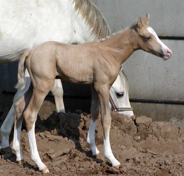 DSP Slæbækgaard Armani billede 1
