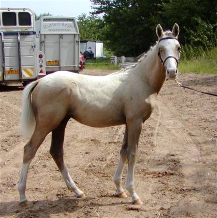 DSP Slæbækgaard Armani billede 2