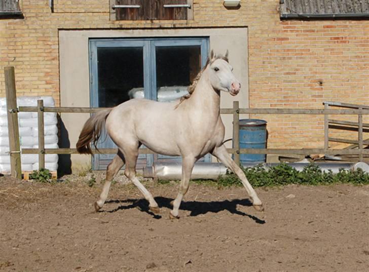 DSP Slæbækgaard Armani billede 3