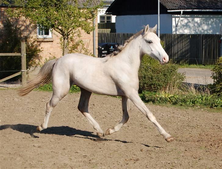 DSP Slæbækgaard Armani billede 4