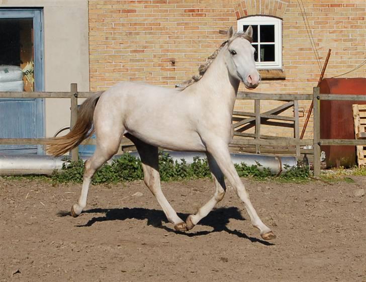 DSP Slæbækgaard Armani billede 5