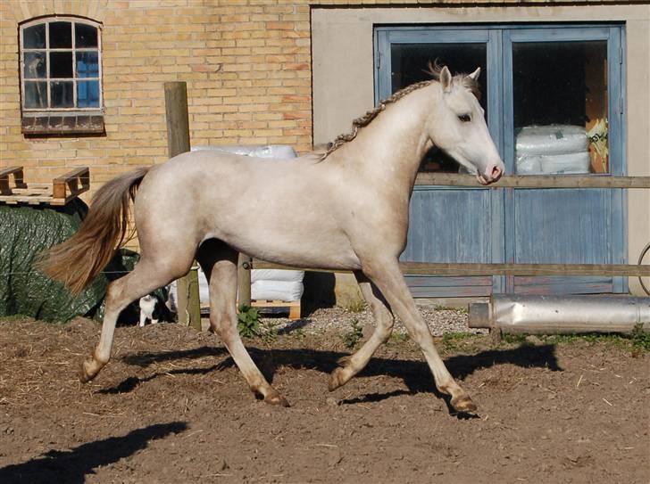 DSP Slæbækgaard Armani billede 6