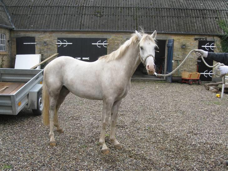 DSP Slæbækgaard Armani billede 7