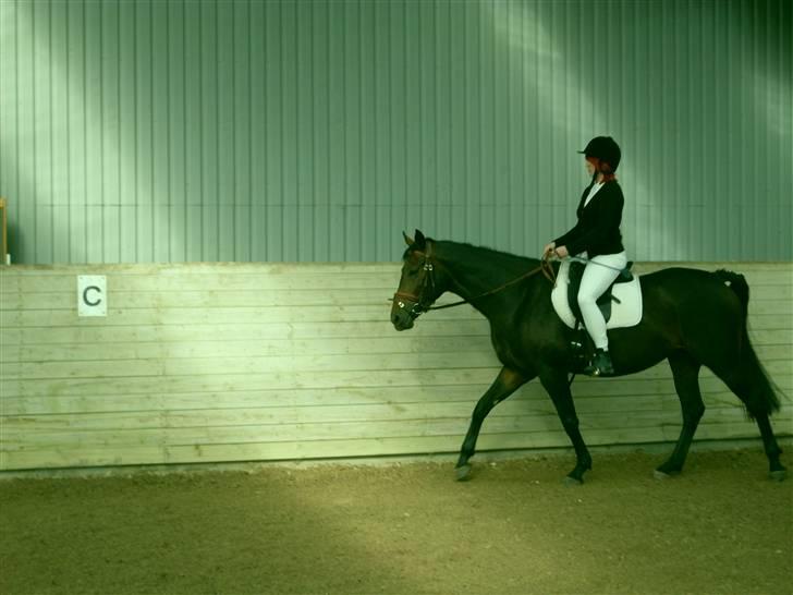 Oldenborg Gl. Hvarregårds Verona - Mit sidste ridt inden min rejse til Venezuela, Sydamerika. billede 15