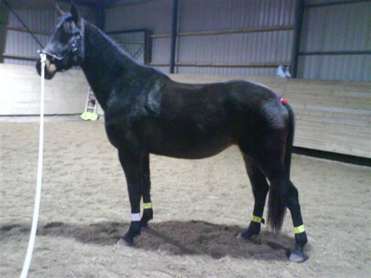 Oldenborg Gl. Hvarregårds Verona - Sidste vinter, da vi var i gang med at arbejde fra jorden. billede 16